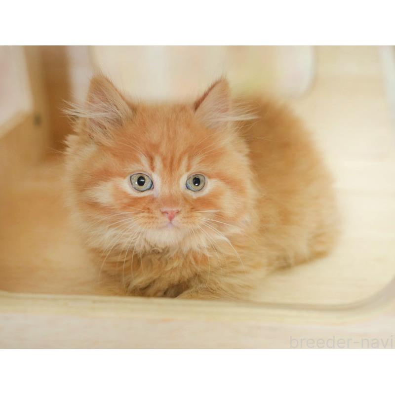 販売中の千葉県のマンチカン-130795の3枚目