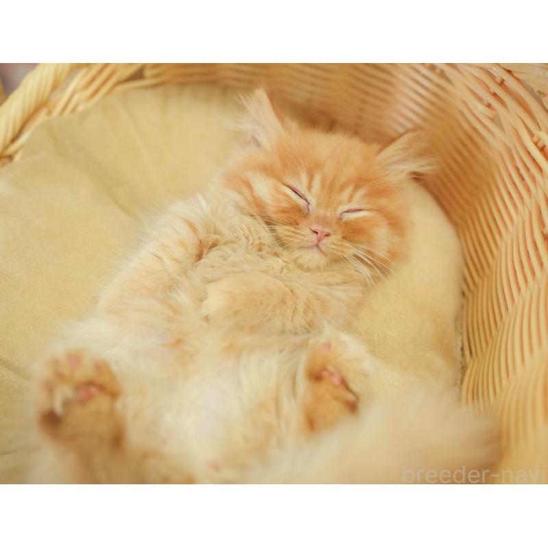 販売中の千葉県のマンチカン-130795の2枚目