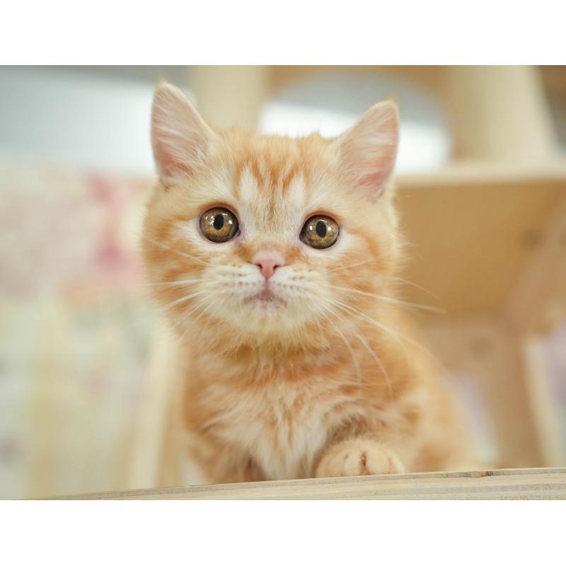 販売中の千葉県のミヌエット-130794