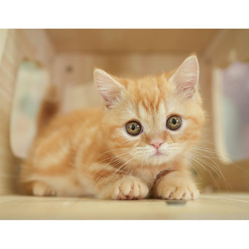 販売中の千葉県のミヌエット-130794の8枚目