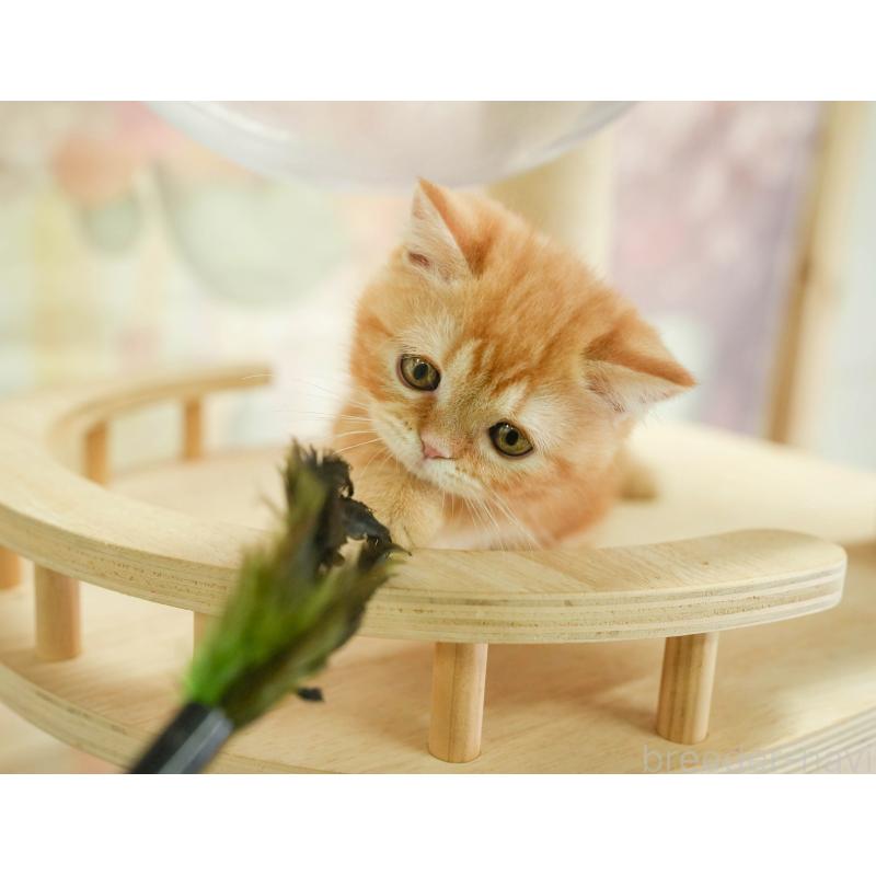 販売中の千葉県のミヌエット-130794の7枚目