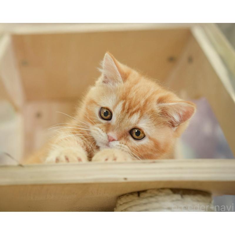 販売中の千葉県のミヌエット-130794の6枚目