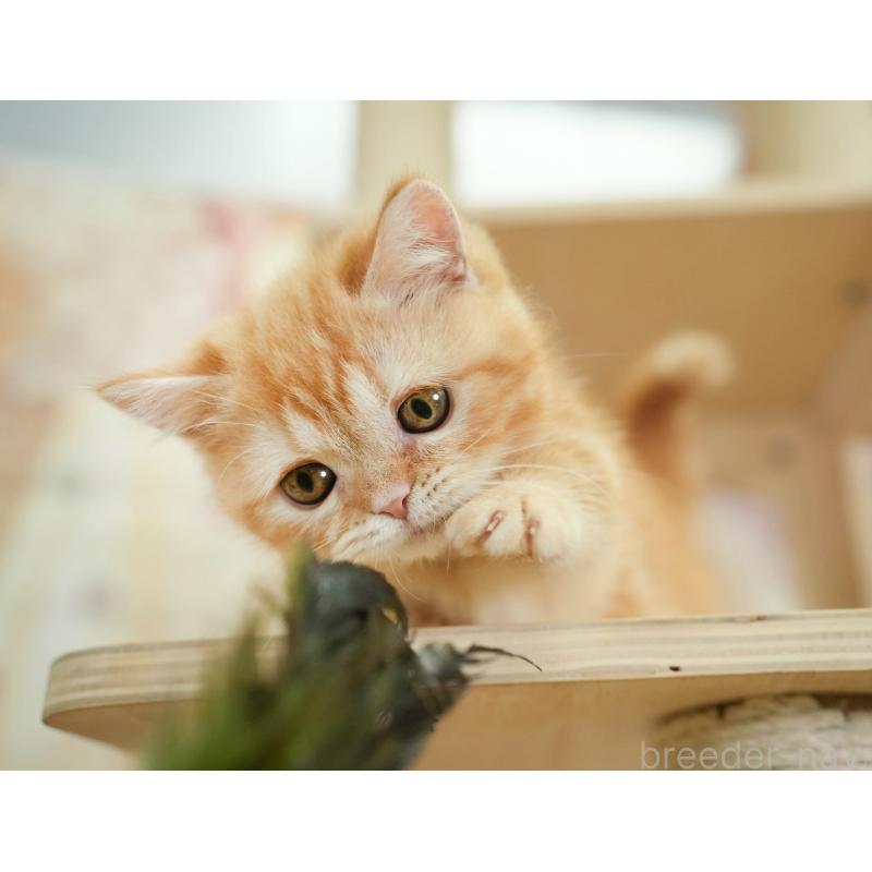 販売中の千葉県のミヌエット-130794の5枚目