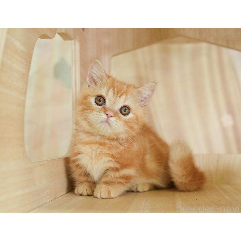 販売中の千葉県のミヌエット-130794の4枚目