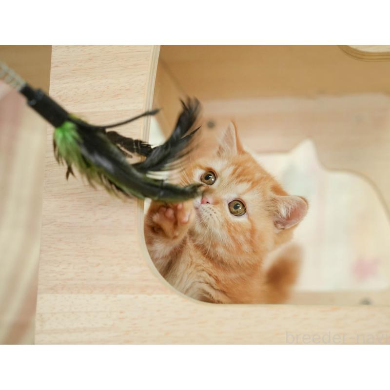 販売中の千葉県のミヌエット-130794の3枚目