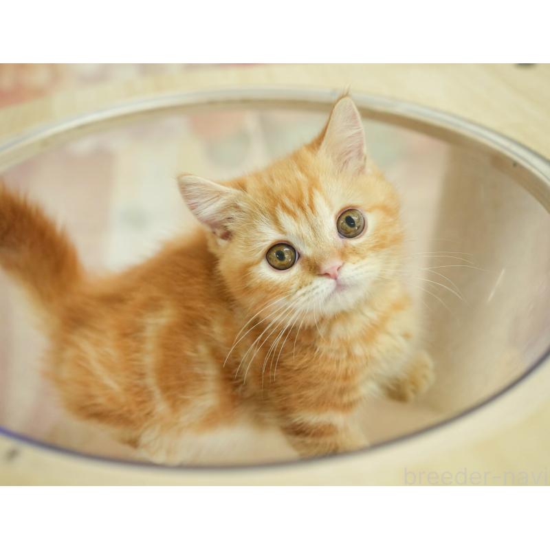 販売中の千葉県のミヌエット-130794の2枚目