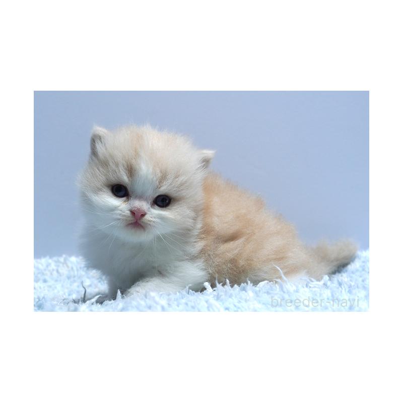 販売中の群馬県のミヌエット-130796の4枚目