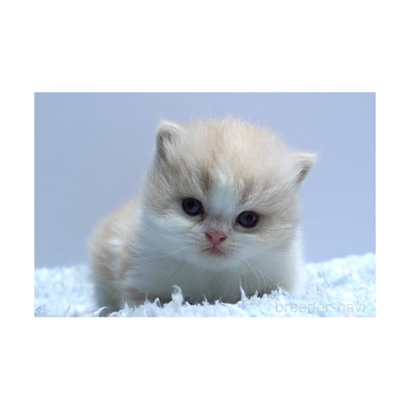 販売中の群馬県のミヌエット-130796の3枚目