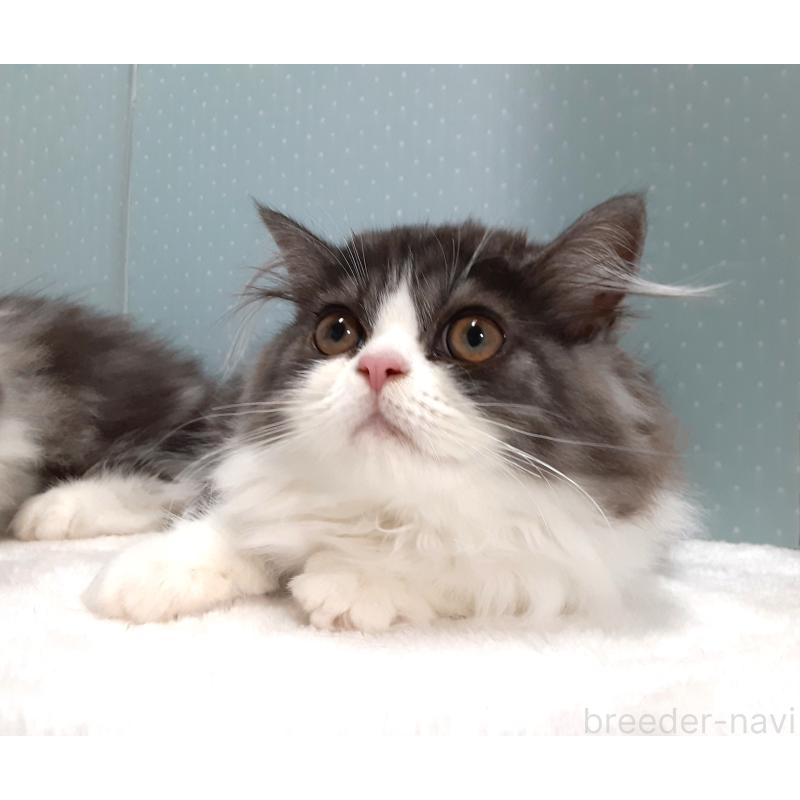 販売中の岐阜県のミヌエット-128209の4枚目