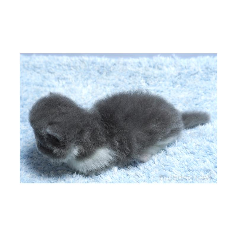 販売中の群馬県のミヌエット(短足)-130797の2枚目