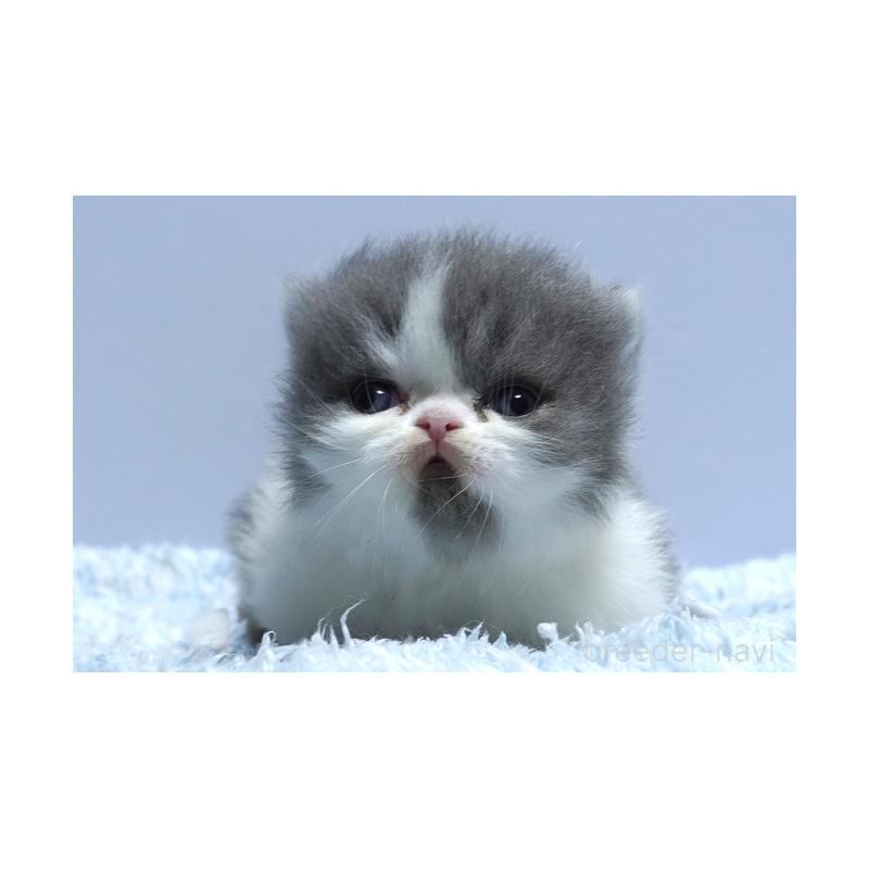 販売中の群馬県のミヌエット(短足)-130798の4枚目