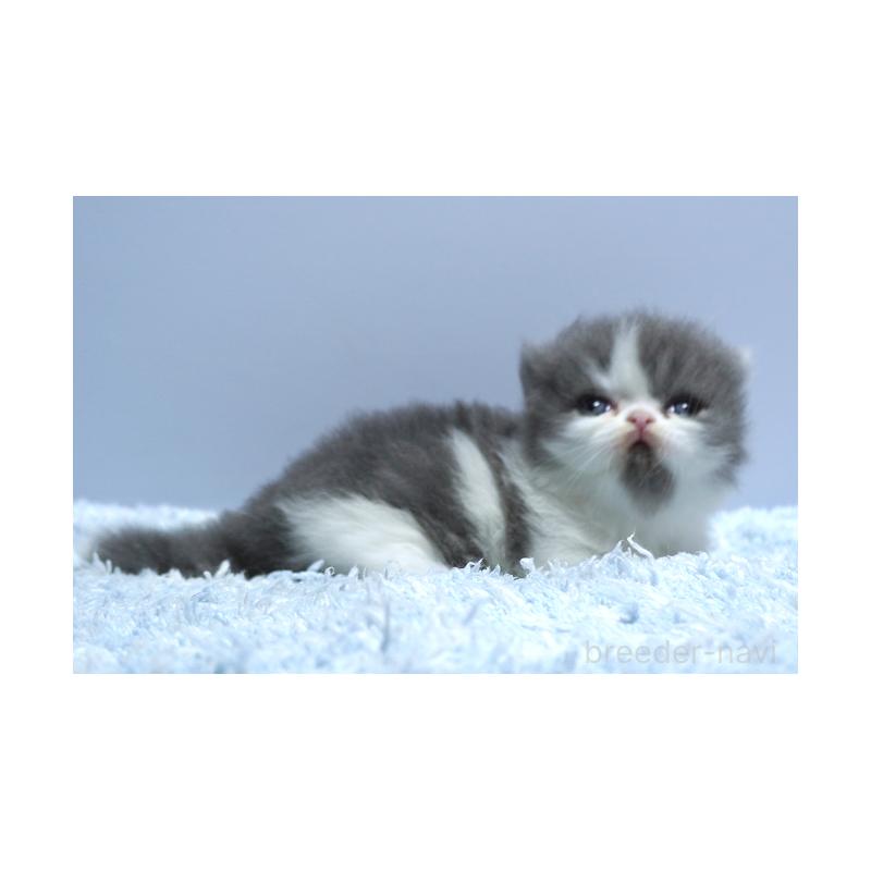 販売中の群馬県のミヌエット(短足)-130798の3枚目