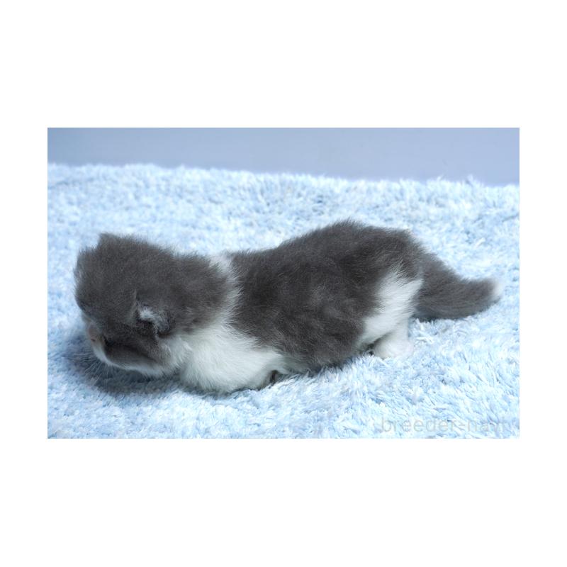 販売中の群馬県のミヌエット(短足)-130798の2枚目