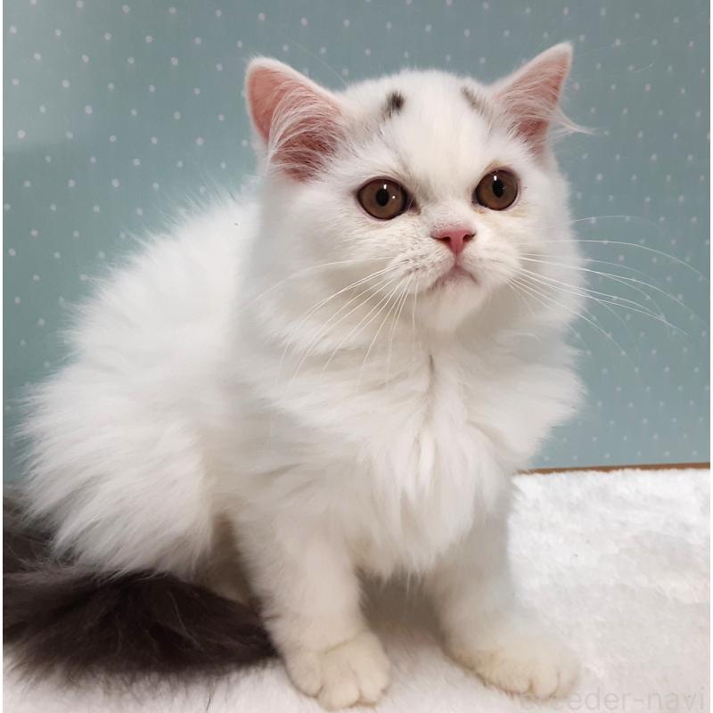 販売中の岐阜県のミヌエット-128206の5枚目