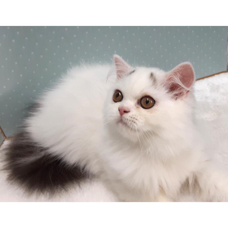 販売中の岐阜県のミヌエット-128206の4枚目