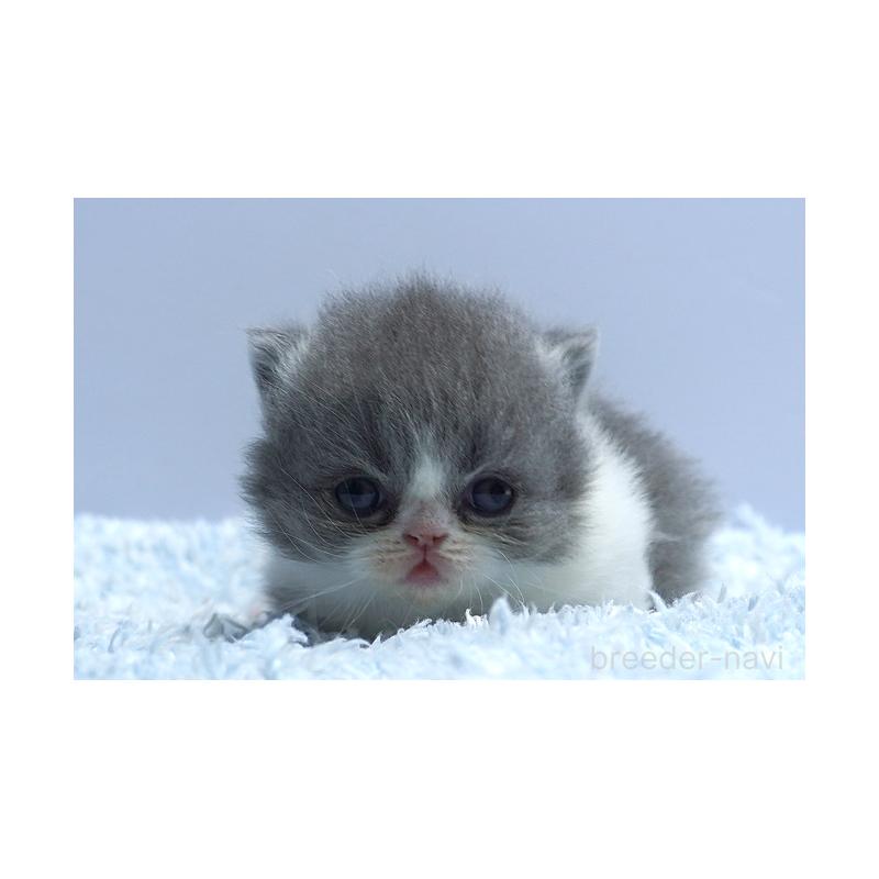 販売中の群馬県のミヌエット(短足)-130799の4枚目