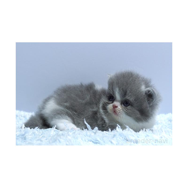 販売中の群馬県のミヌエット(短足)-130799の3枚目