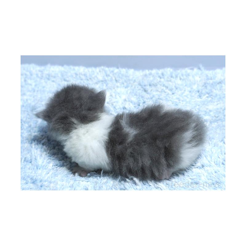 販売中の群馬県のミヌエット(短足)-130799の2枚目