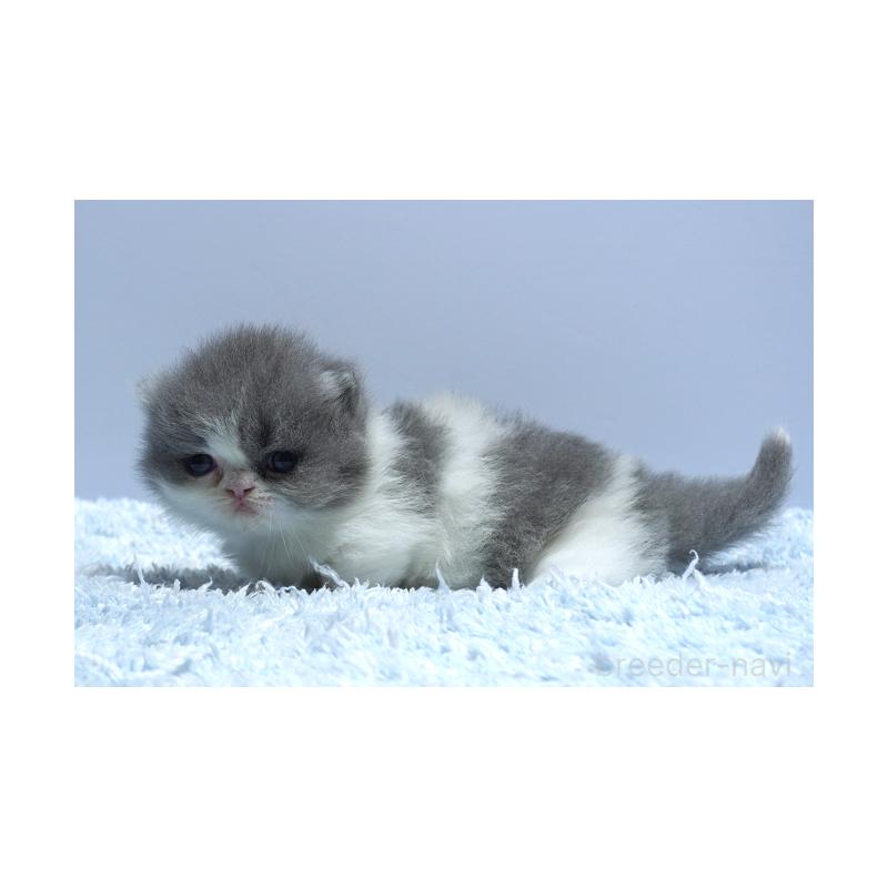 販売中の群馬県のミヌエット(短足)-130800の4枚目