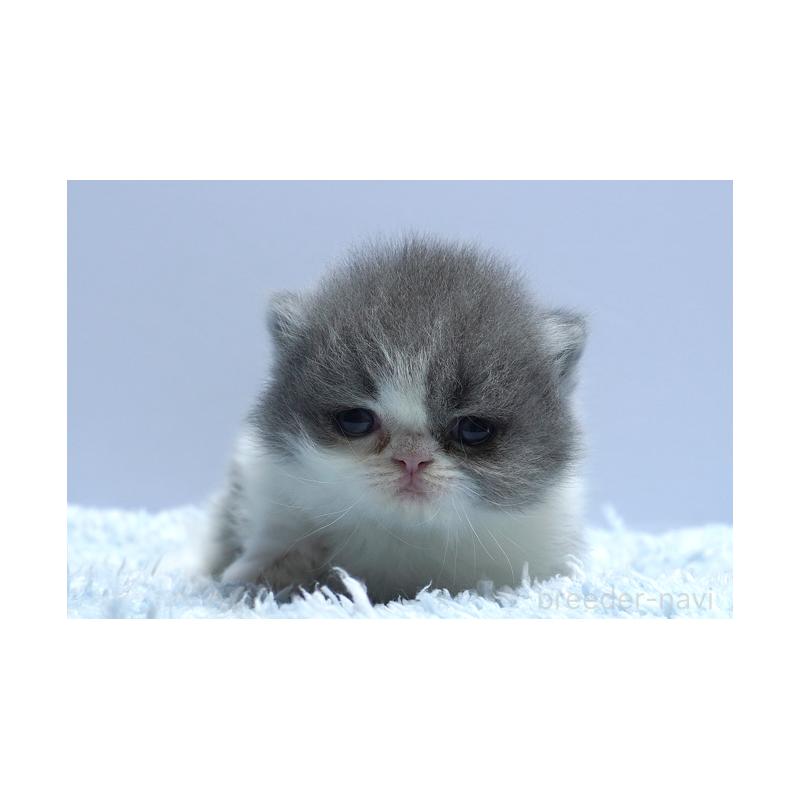 販売中の群馬県のミヌエット(短足)-130800の3枚目