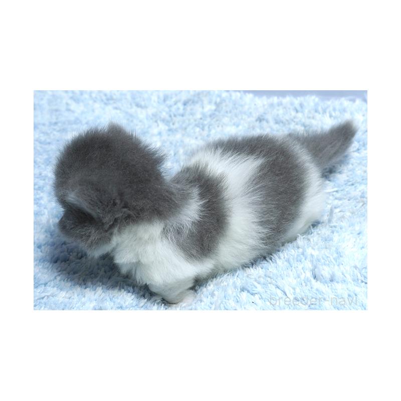 販売中の群馬県のミヌエット(短足)-130800の2枚目