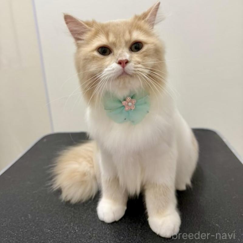 成約済の埼玉県のミヌエット-123491の2枚目