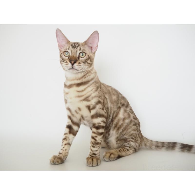 販売中の神奈川県のベンガル-123021