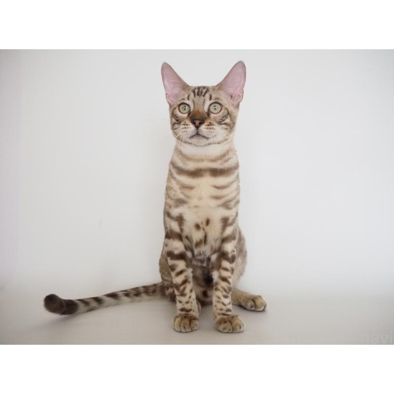 販売中の神奈川県のベンガル-123021の16枚目