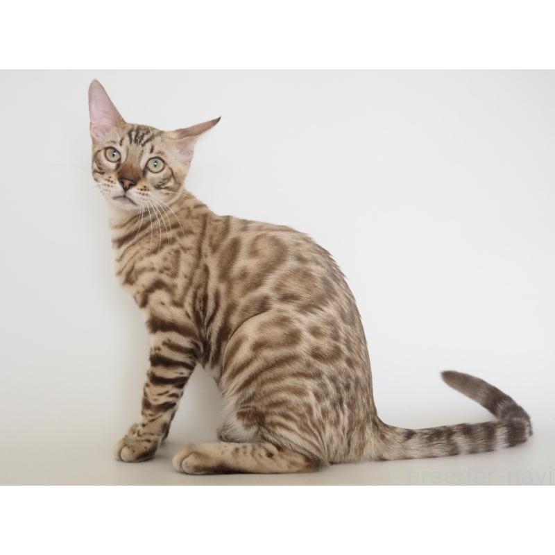 販売中の神奈川県のベンガル-123021の15枚目