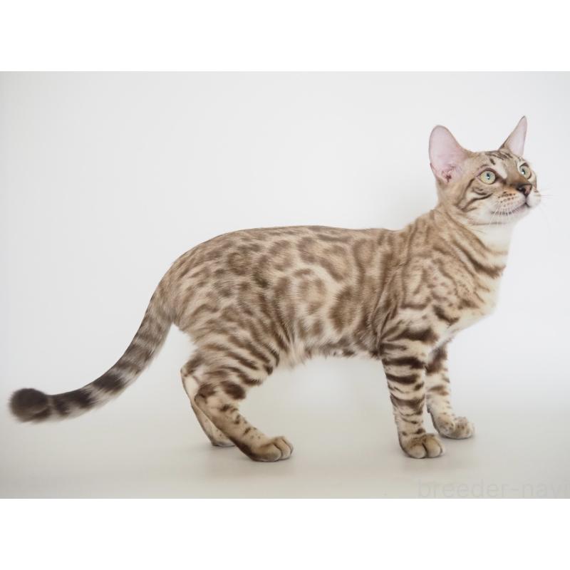 販売中の神奈川県のベンガル-123021の14枚目