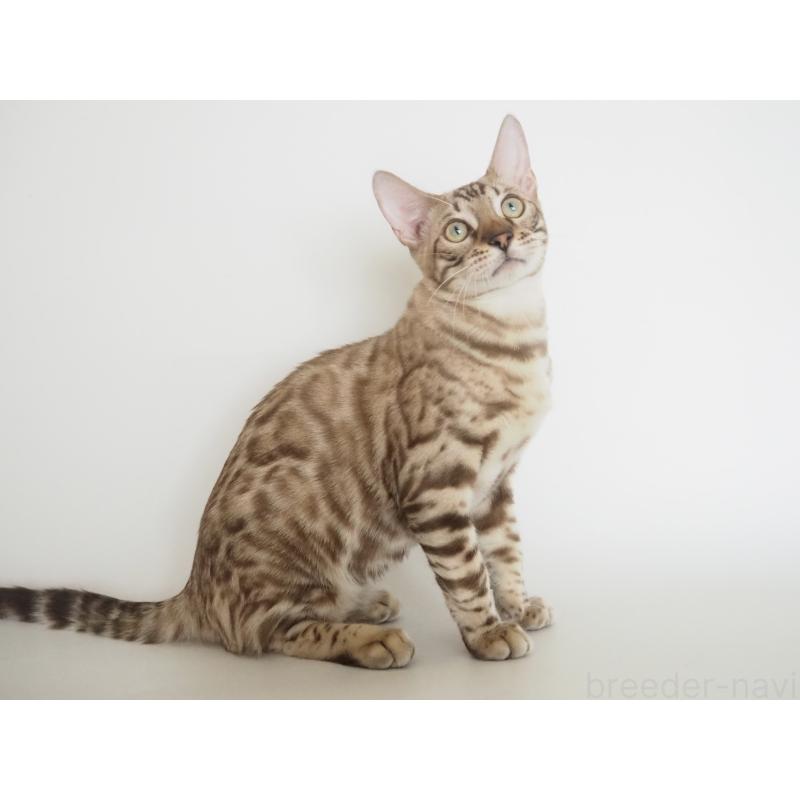 販売中の神奈川県のベンガル-123021の13枚目