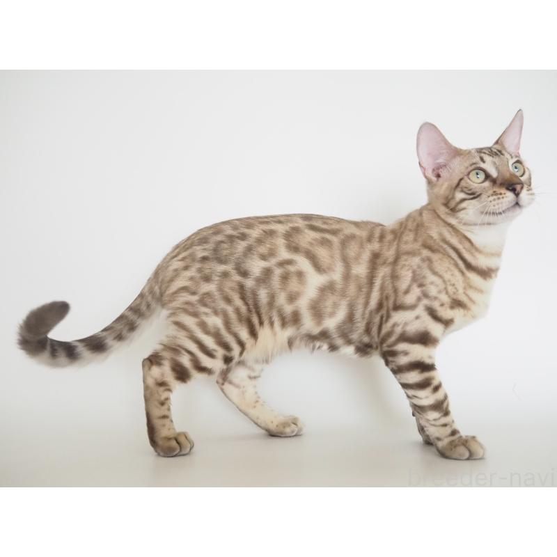 販売中の神奈川県のベンガル-123021の12枚目