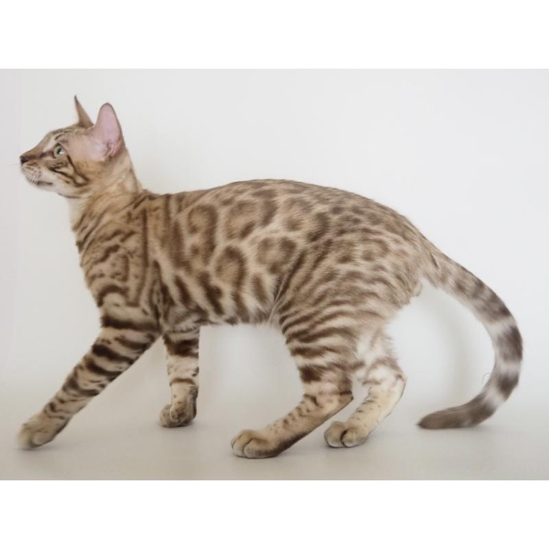 販売中の神奈川県のベンガル-123021の11枚目