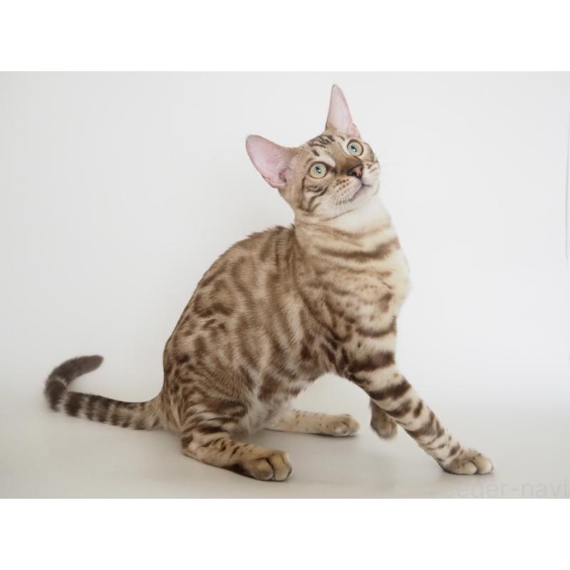 販売中の神奈川県のベンガル-123021の10枚目