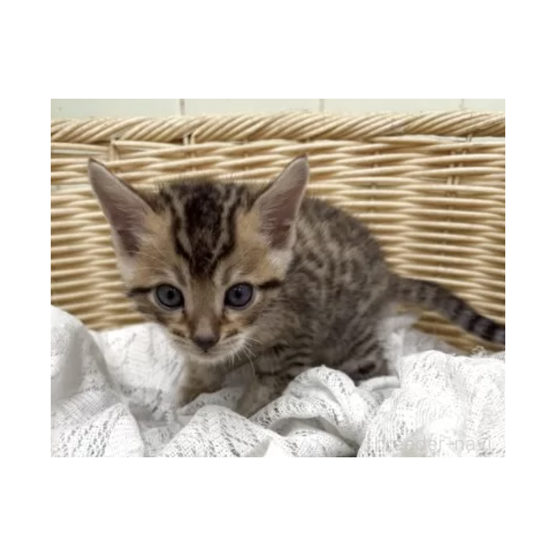 販売中の岐阜県のベンガル-130801の2枚目