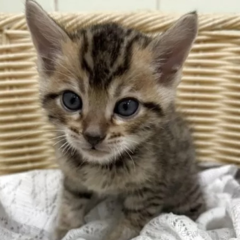 販売中ののベンガル-130801