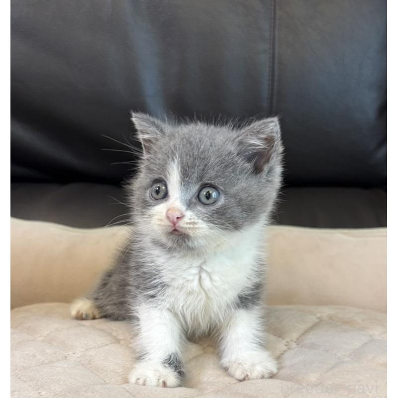 販売中の静岡県のブリティッシュショートヘア-130802の5枚目