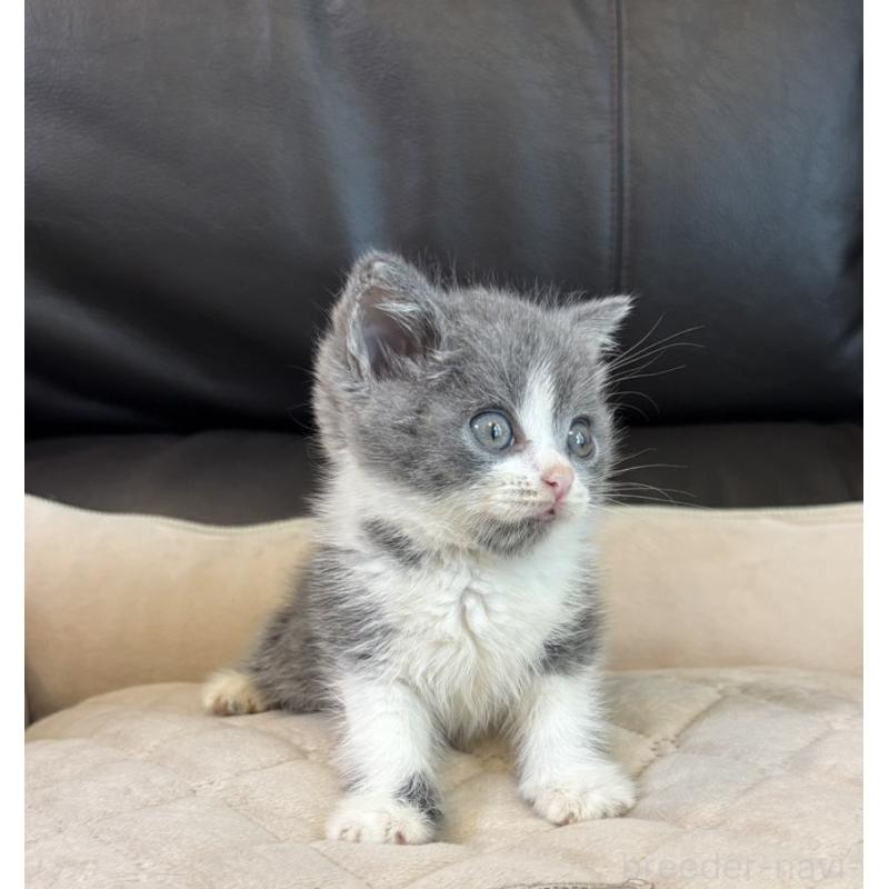 販売中の静岡県のブリティッシュショートヘア-130802の3枚目