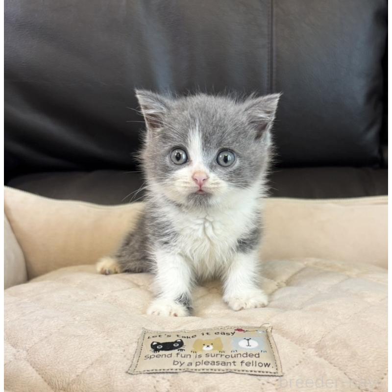 販売中の静岡県のブリティッシュショートヘア-130802の2枚目