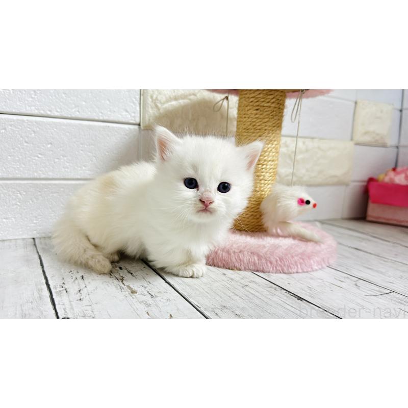 販売中の埼玉県のミヌエット(短足)-130803の1枚目