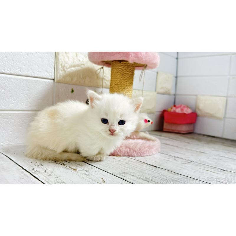 販売中の埼玉県のミヌエット(短足)-130803の15枚目