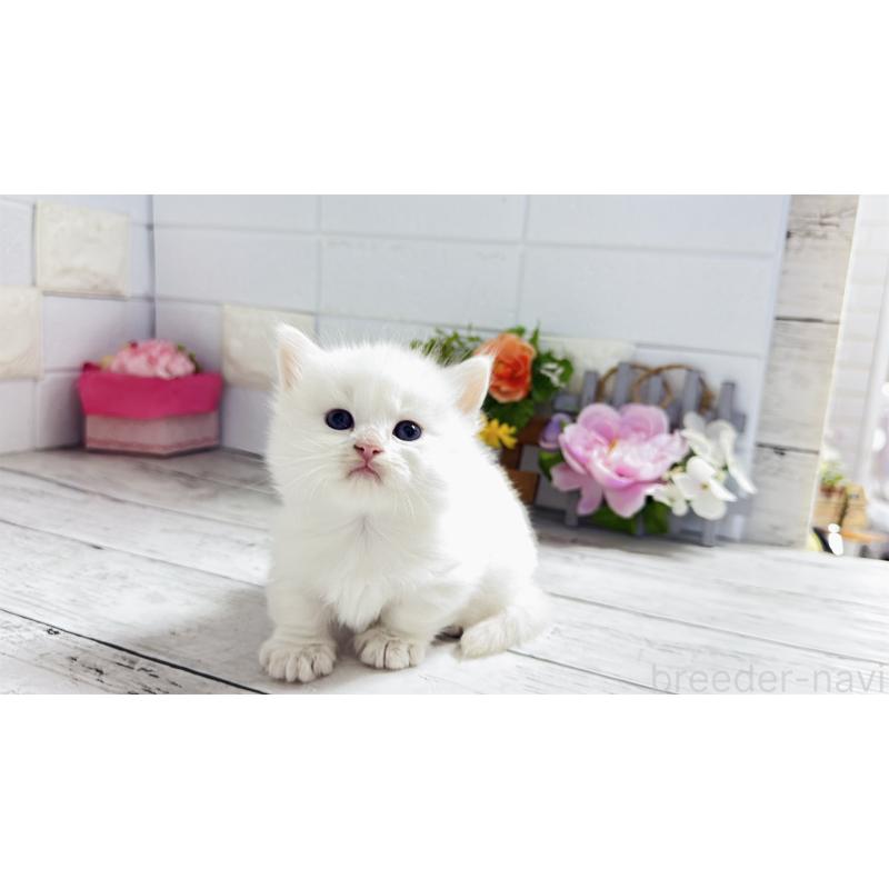 販売中の埼玉県のミヌエット(短足)-130803の14枚目