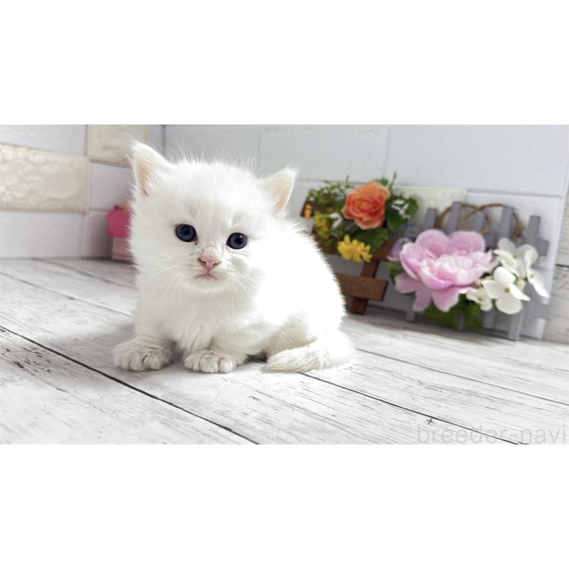 販売中の埼玉県のミヌエット(短足)-130803の13枚目