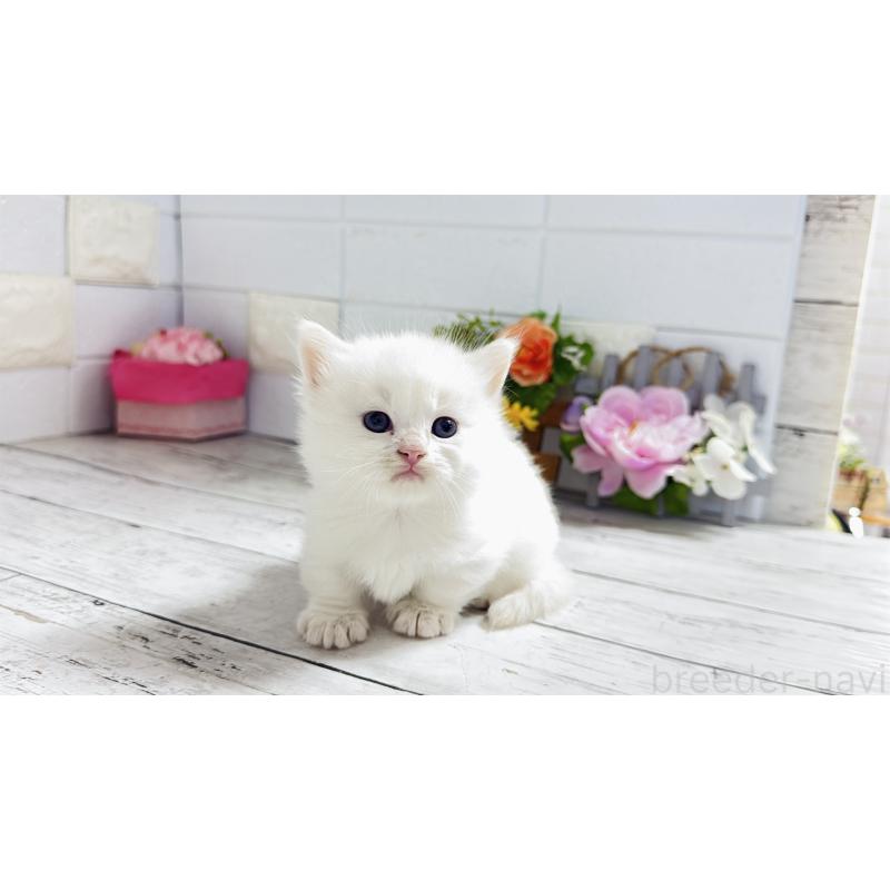 販売中の埼玉県のミヌエット(短足)-130803の12枚目