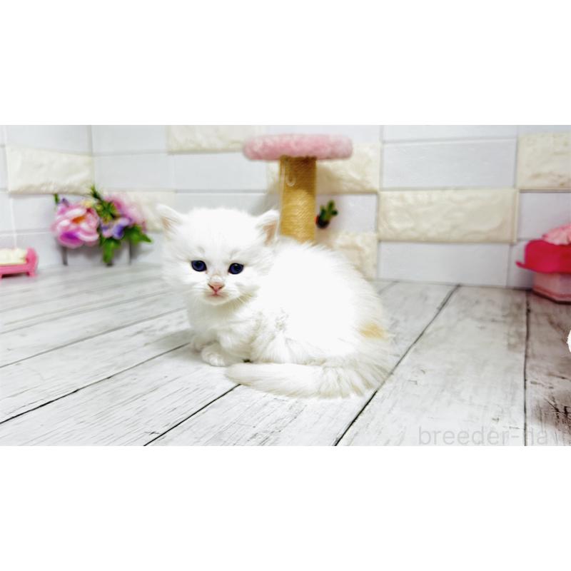 販売中の埼玉県のミヌエット(短足)-130803の11枚目