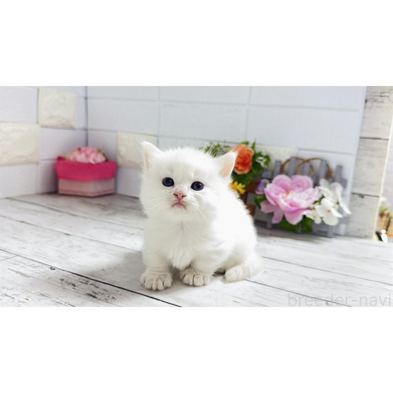 販売中の埼玉県のミヌエット(短足)-130803の10枚目