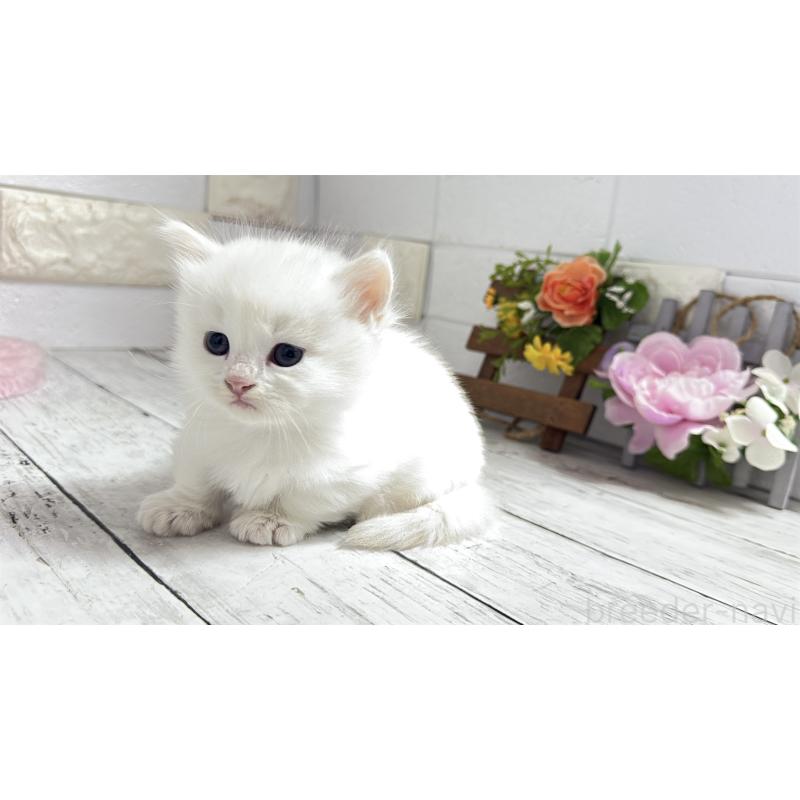 販売中の埼玉県のミヌエット(短足)-130803の9枚目