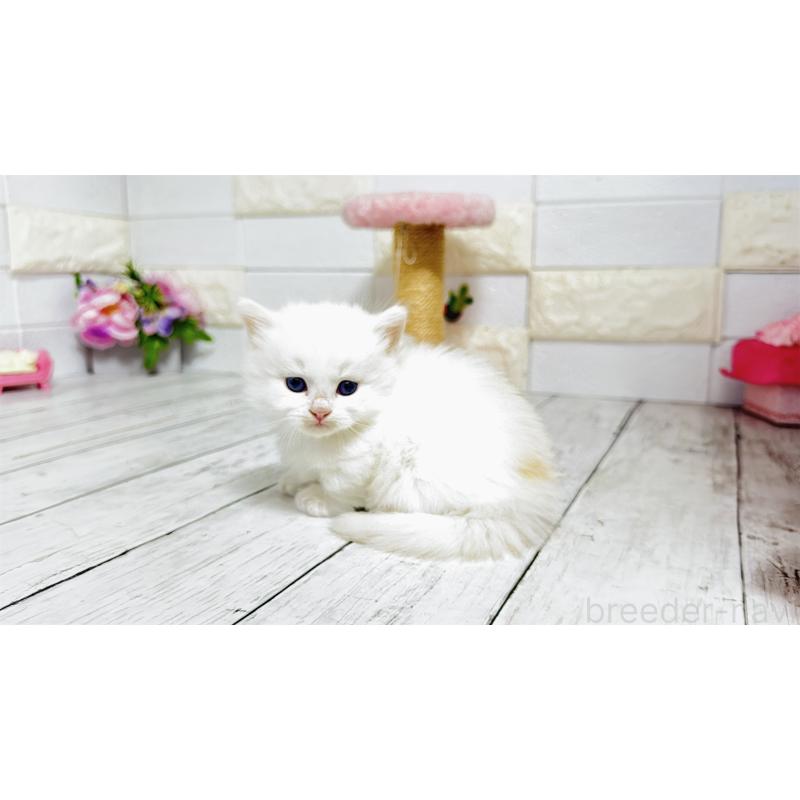 販売中の埼玉県のミヌエット(短足)-130803の7枚目