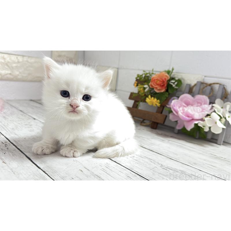 販売中の埼玉県のミヌエット(短足)-130803の6枚目