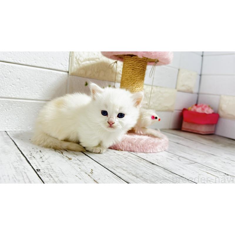 販売中の埼玉県のミヌエット(短足)-130803の5枚目